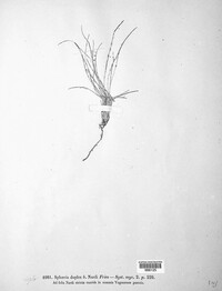 Leptosphaeria duplex image